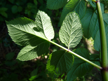 Verso des feuilles. Agrandir dans une nouvelle fenêtre (ou onglet)